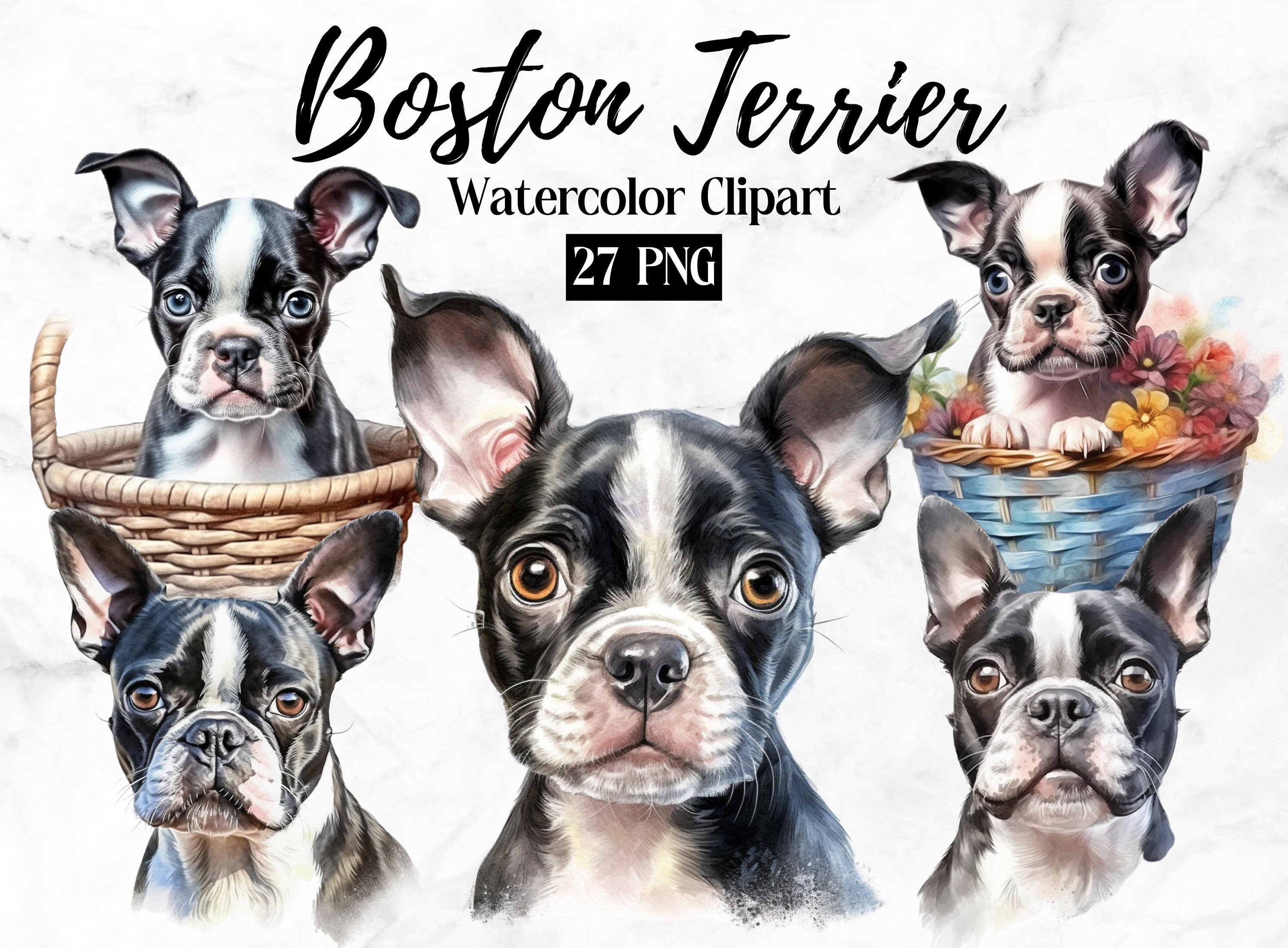 Boston Terrier Clipart | Dog PNG | Watercolor Dog Clipart | Dog ...