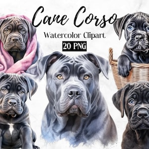 Cane Corso Clipart - 20 High Quality PNGs- Dog Watercolor Digital Clipart - Digital Planner - Journaling - Card Making - Digital Download