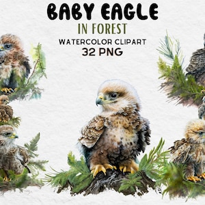 Cute Baby Eagle In Forest Clipart, Watercolor Eagle Clipart bundle, Eagle PNG, Eagle SVG, Cute Eagle Lovers Gift Digital Clipart,Baby Eagle