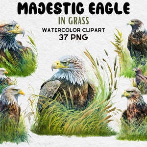 Majestic Eagle in Grass Clipart, Watercolor Eagle Clipart bundle, Eagle PNG, Eagle SVG, Cute Eagle Lovers Gift Digital Clipart,Eagle Clipart