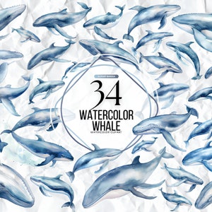 Whale clip art, Watercolor whale clipart, Whale art, orca Clipart, Orca, orca whale, Sperm Whale, Narwhal, Humpback, Beluga, Gray Whale