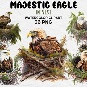 Majestic Eagle in Nest Clipart, Watercolor Eagle Clipart bundle, Eagle PNG, Eagle SVG, Cute Eagle Lovers Gift Digital Clipart, Eagle Clipart