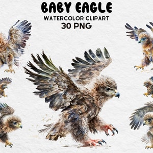 Cute Baby Eagle Clipart, Watercolor Eagle Clipart bundle, Eagle PNG, Eagle SVG, Cute Eagle Lovers Gift Digital Clipart, Baby Eagle Digital