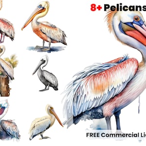 Pelikan Aquarell Clipart Louisiana Pelican Swamp PNG Kommerzielle Nutzung LA Pelikan Grafikdesign Illustration Druck, Clipart, PNG, Vogel png