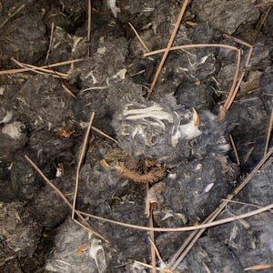 Heat Sterilized Owl Pellets (micro, Small, Medium, Large, Extra Large ...
