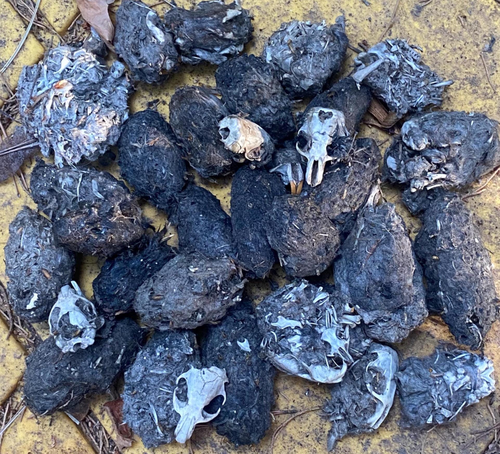 Heat Sterilized SMALL MEDIUM or LARGE Owl Pellets Castings for Dissection - Rodent Bones & Skull