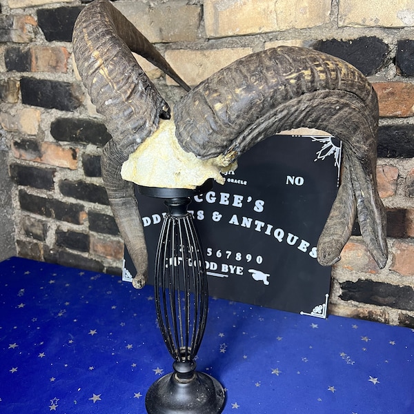 Jacobs Ram Skull - Etsy