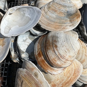 Large size Atlantic surf clam shell 10 assortment