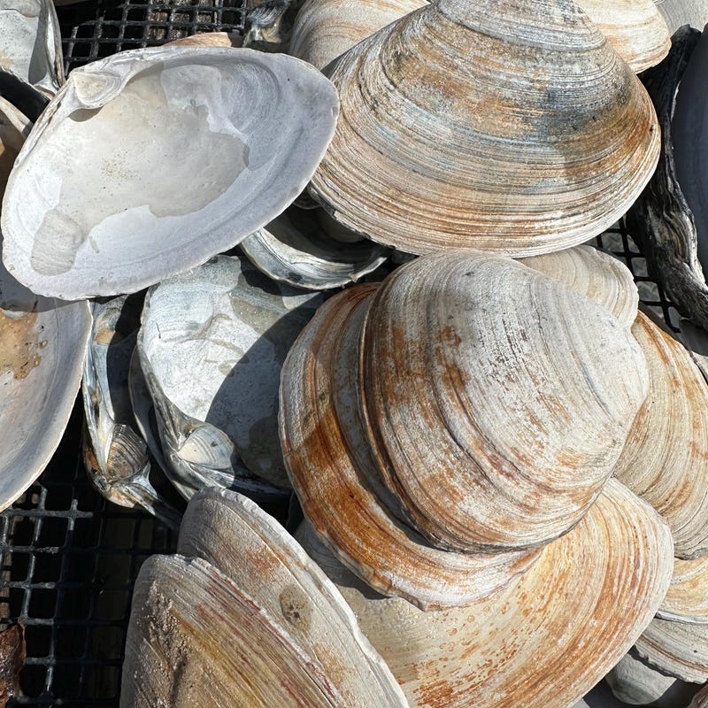 Large Clam Shells - Etsy