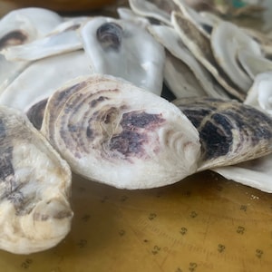 May include: A collection of oyster shells with a creamy white exterior and interior, some displaying dark purple and black markings. The shells are arranged on a light brown surface, possibly a map.