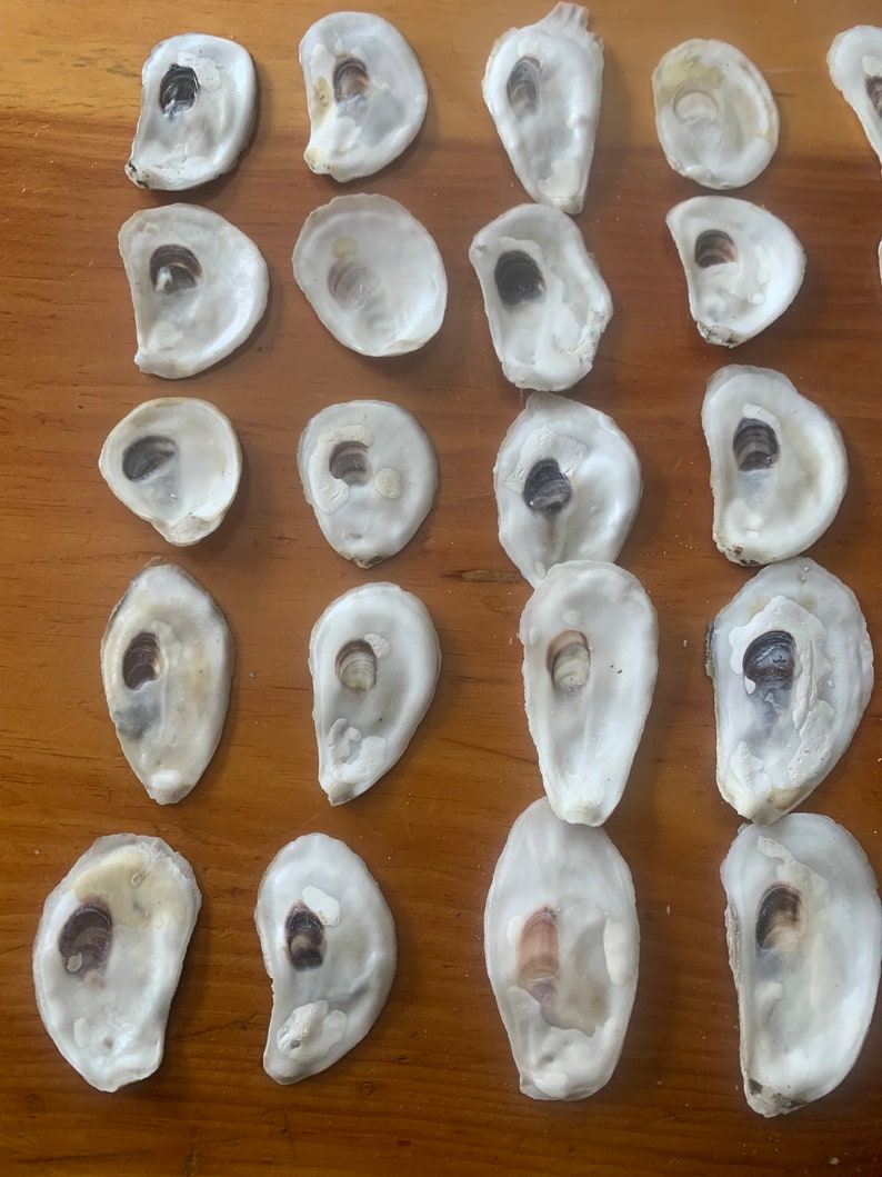 A R Twenty Two Shells Bag of 50 Choice Clean Medium Long Island Oyster Shells - Tops and ...