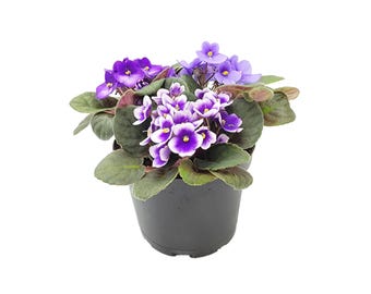African Violet Plant Trio - Purple Tones, Tricolor Blooms, 6" Pot Living Plant, Pet Safe