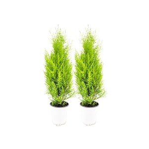 2-PK - 4.5&quot; Live Dwarf Lemon Cypress Trees, Fresh Citrus Scented Evergreen Plants