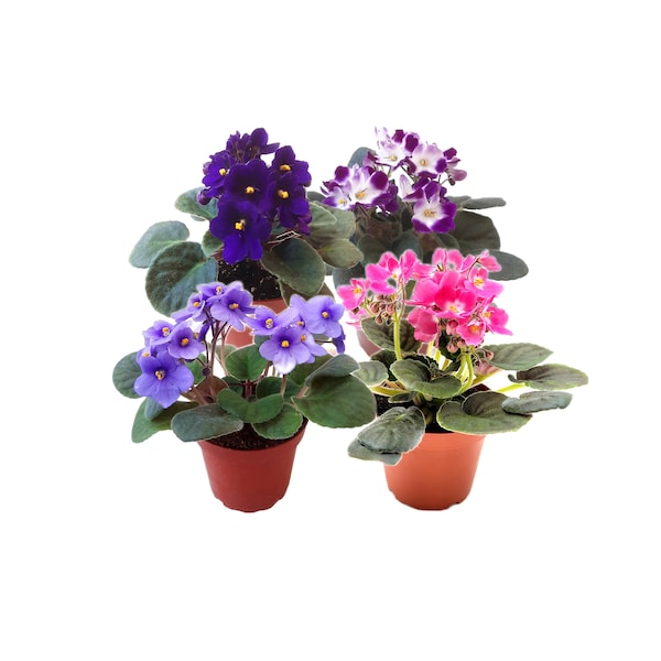 4-Pack of 4” Pot African Violets, Saintpaulia ionantha, from 12 Available Colors, Colors May Vary but All Different, African Violet Live