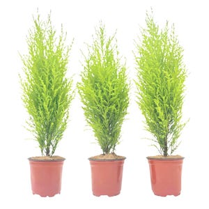 3-PK Live Dwarf Lemon Cypress, Cupressus macrocarpa ‘Goldcrest Wilma,’ Live Indoor Tree, Houseplant, Fragrant Plant, 4.5-in Pot(s)