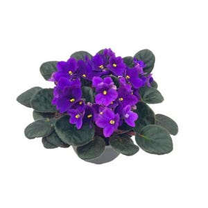 以下が含まれることがあります： 濃い緑の葉と鮮やかな紫色の花が咲いた、鉢植えのアフリカスミレの植物です。