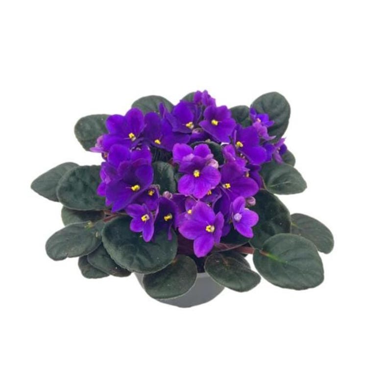 以下が含まれることがあります： 濃い緑の葉と鮮やかな紫色の花が咲いた、鉢植えのアフリカスミレの植物です。