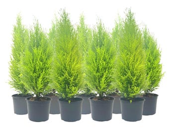 9-PK Live Dwarf Lemon Cypress, Cupressus macrocarpa ‘Goldcrest Wilma,’ Live Indoor Tree, Houseplant, Fragrant Plant, 6.0-in Pot(s)