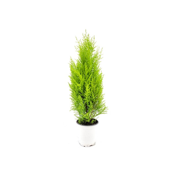 4.5"-Pot Lemon Cypress Tree, Cupressus macrocarpa, Goldcrest Cypress – Lemon Fragrance, Indoor Trees, Bonsai Trees, Holiday Gift