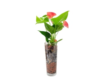 bonsai grow light led Customizable LED Grow Light