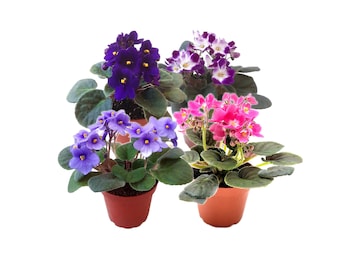 4" Potted African Violet Plant 4-Pack, Saintpaulia Ionantha, Assorted Colors