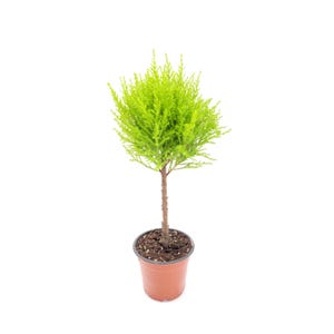 Topiary of Live Dwarf Lemon Cypress, Cupressus macrocarpa ‘Goldcrest Wilma,’ Live Indoor Tree, Houseplant, Fragrant Plant, 4.5-in