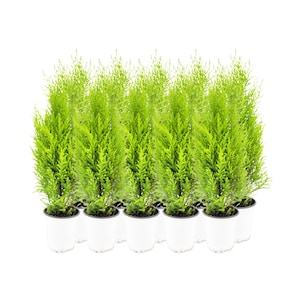 10-PK Live Dwarf Lemon Cypress, Cupressus macrocarpa ‘Goldcrest Wilma,’ Live Indoor Tree, Houseplant, Garden Plant, Fragrant Plant, 4.5-in