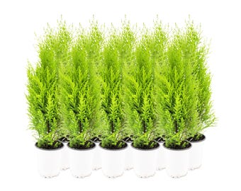 10-PK Live Dwarf Lemon Cypress, Cupressus macrocarpa ‘Goldcrest Wilma,’ Live Indoor Tree, Houseplant, Garden Plant, Fragrant Plant, 4.5-in