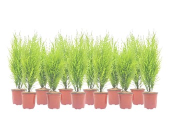 12-PK Live Dwarf Lemon Cypress, Cupressus macrocarpa ‘Goldcrest Wilma,’ Live Indoor Tree, Houseplant, Fragrant Plant, 4.5-in Pot(s)