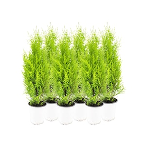 6-PK Live Dwarf Lemon Cypress, Cupressus macrocarpa ‘Goldcrest Wilma,’ Live Indoor Tree, Houseplant, Garden Plant, Fragrant Plant, 4.5-in
