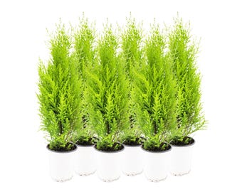 6-PK Live Dwarf Lemon Cypress, Cupressus macrocarpa ‘Goldcrest Wilma,’ Live Indoor Tree, Houseplant, Garden Plant, Fragrant Plant, 4.5-in