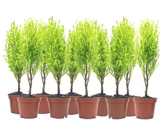 10-PK Live Dwarf Lemon Cypress, Cupressus macrocarpa ‘Goldcrest Wilma,’ Live Indoor Tree, Houseplant, Fragrant Plant, 2.5-in Pot(s)