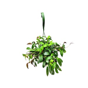 6&quot; Hanging Basket of Black Pagoda Lipstick Plant, Zebra Plant, Aeschynanthus longicaulis - House Plant, Vining Plant, Gift Plant