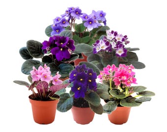 African Violet 6-Pack, Assorted Colors, 4” Potted Saintpaulia