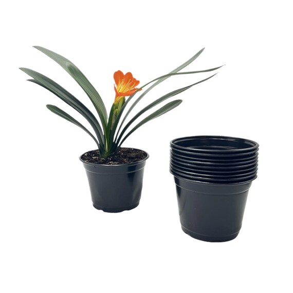 air plants in glass globes DIY Air Plant Terrarium Kit
