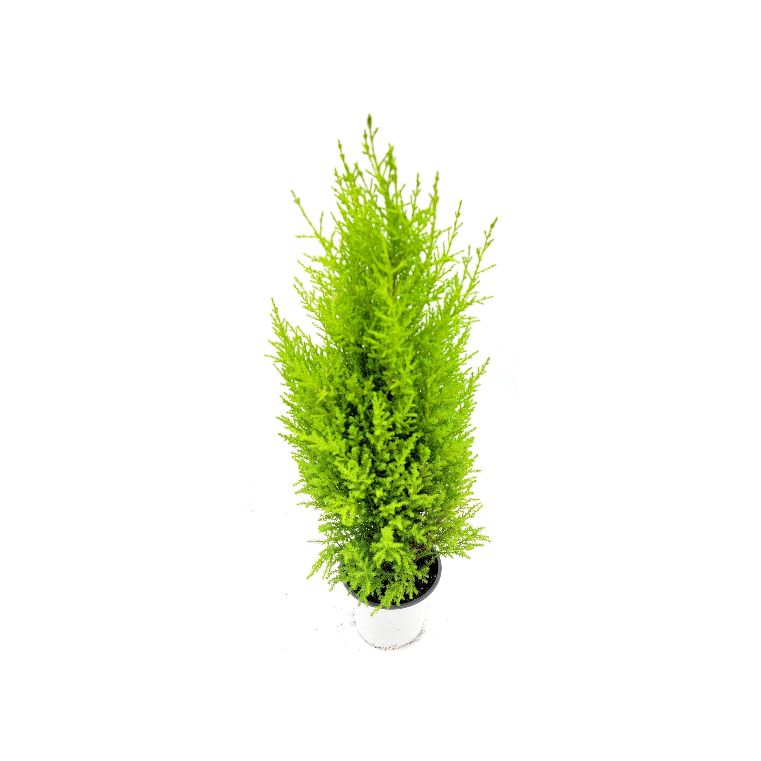 4.5pot Lemon Cypress Tree, Cupressus Macrocarpa, Goldcrest Cypress