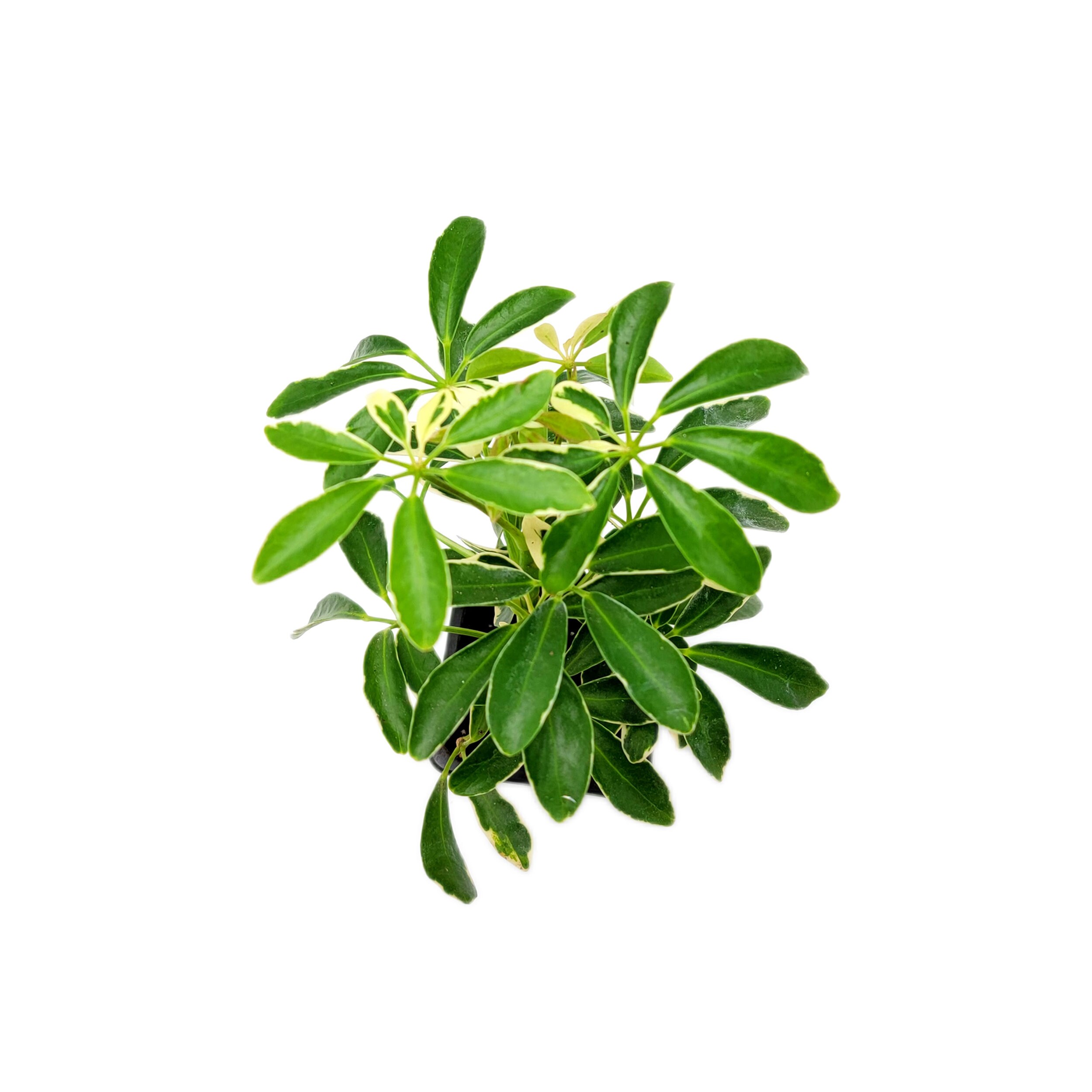 Schefflera Arboricola 'moondrop', Umbrella Tree, Air Purifier 3 Pot Etsy
