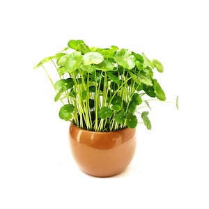 Copper Coin Plant, Hydrocotyle vulgaris, Lucky Plant, Money Plant, Marsh Pennywort, Pet Friendly - 3-inch Pot