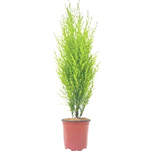 Live Dwarf Lemon Cypress, Cupressus macrocarpa ‘Goldcrest Wilma,’ Live Indoor Tree, Houseplant, Fragrant Plant, 4.5-in Pot(s)
