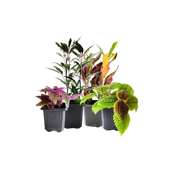 4PK 3”-Pot Live Plant Collection, No Duplicates for up to Four Packs (16 Plants), Live Indoor Houseplants, Live House Plants, Easy to Grow