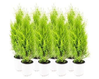 8-PK Live Dwarf Lemon Cypress, Cupressus macrocarpa ‘Goldcrest Wilma,’ Live Indoor Tree, Houseplant, Garden Plant, Fragrant Plant, 4.5-in