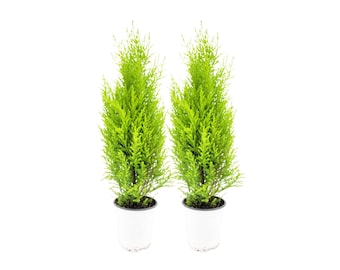 2-PK Live Dwarf Lemon Cypress, Cupressus macrocarpa ‘Goldcrest Wilma,’ Live Indoor Tree, Houseplant, Garden Plant, Fragrant Plant, 4.5-in