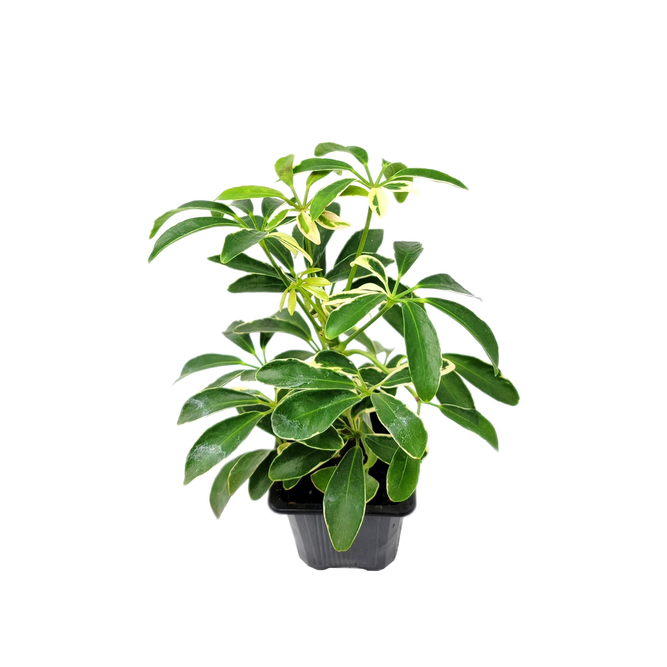 Schefflera Arboricola 'moondrop', Umbrella Tree, Air Purifier 3 Pot Etsy