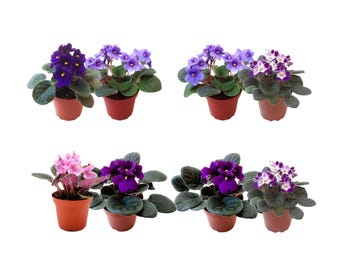 2PK African Violet, 4” Potted Live Houseplant, Assorted Colors
