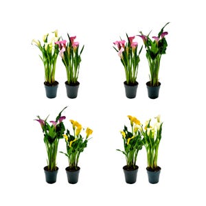 Twin-PK, Calla Lilies in 4.5-inch Pot, Indoor and Outdoor Flowering Live Plant, Long-lasting Flowers, Bouquets, Flower Arrangements