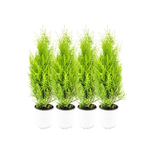 4-PK Live Dwarf Lemon Cypress, Cupressus macrocarpa ‘Goldcrest Wilma,’ Live Indoor Tree, Houseplant, Garden Plant, Fragrant Plant, 4.5-in