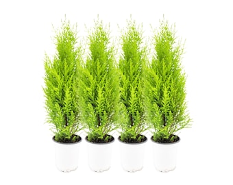 4-PK Live Dwarf Lemon Cypress, Cupressus macrocarpa ‘Goldcrest Wilma,’ Live Indoor Tree, Houseplant, Garden Plant, Fragrant Plant, 4.5-in