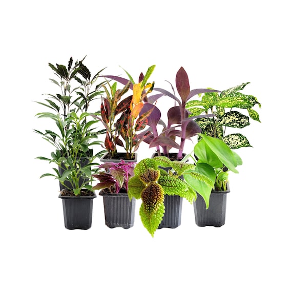 8PK 3-pot Live Plant Collection, No Duplicates for up to Two Packs (16  Plants), Live Indoor Houseplants, Live House Plants, Easy to Grow - Etsy