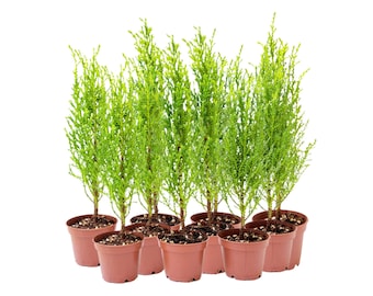 10-PK Live Dwarf Lemon Cypress, Cupressus macrocarpa ‘Goldcrest Wilma,’ Live Indoor Tree, Houseplant, Garden Plant, Fragrant Plant, 2.5-in