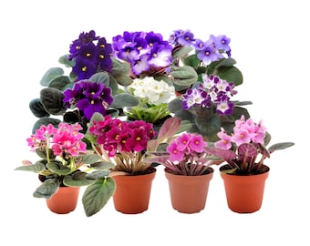 African Violet Plant 10-Pack, Assorted Colors, 4” Pot